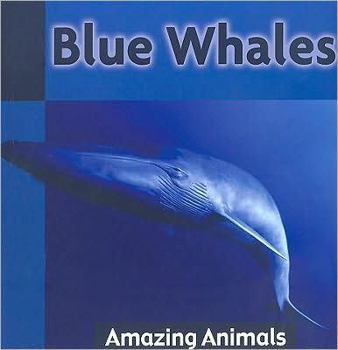 Paperback Blue Whales (Amazing Animals) Book