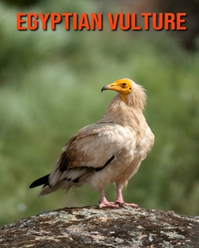 Paperback Egyptian Vulture: Beautiful Pictures & Interesting Facts Children Book About Egyptian Vulture Book