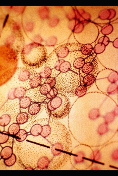 Paperback The Quantum Leap: The Ultimate Handbook for Self-Healing and Reality Transformation Book