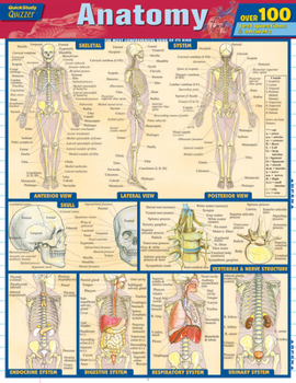 Anatomy