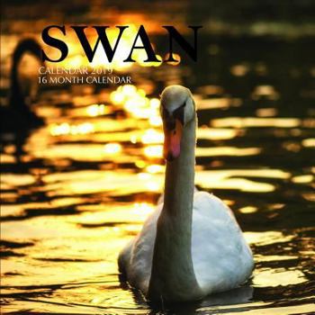 Paperback Swan Calendar 2019: 16 Month Calendar Book