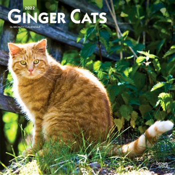 Ginger Cats 2022 12 x 12 Inch Monthly Square Wall Calendar, Animals Kittens Feline Pets