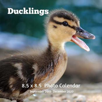 Paperback Ducklings 8.5 X 8.5 Calendar September 2019 -December 2020: Monthly Calendar with U.S./UK/ Canadian/Christian/Jewish/Muslim Holidays-Cute Duck Book