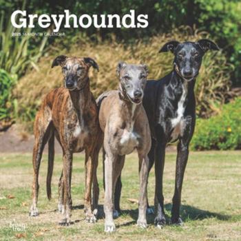Calendar Greyhounds 2025 12 X 24 Inch Monthly Square Wall Calendar Plastic-Free Book