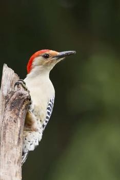 Paperback Red Bellied Woodpecker, Birds of the World: Blank 150 Page Lined Journal for Your Thoughts, Ideas, and Inspiration Book