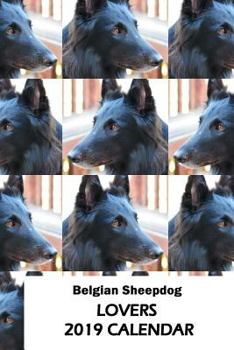 Paperback Belgian Sheepdog Lovers 2019 Calendar Book