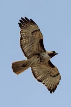 Red Tailed Hawk in Flight Journal: 150 Page Lined Notebook/Diary