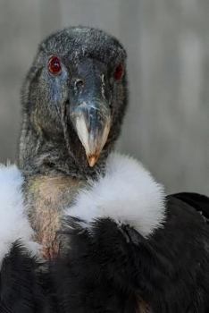 Portrait of a Condor Journal: 150 Page Lined Notebook/Diary