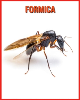 Formica: Immagini incredibili e fatti divertenti sui Formica