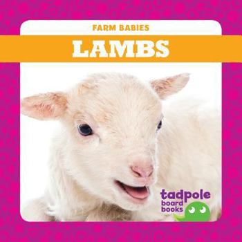 Board book Lambs Book