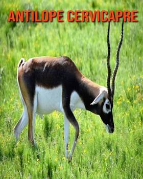 Antilope Cervicapre: Recueil pour Enfants de Belles Images & d'Informations Int?ressantes Concernant les Antilope Cervicapre