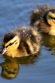 Paperback Journal: Ducklings Book