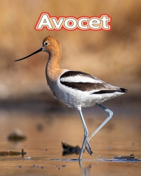 Paperback Avocet: Facts Book (Fun Facts Book For Kids) [Large Print] Book