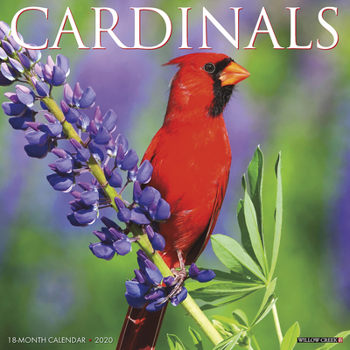 Calendar Cardinals 2020 Wall Calendar Book