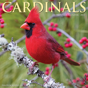 Calendar Cardinals 2022 Wall Calendar (Birds) Book