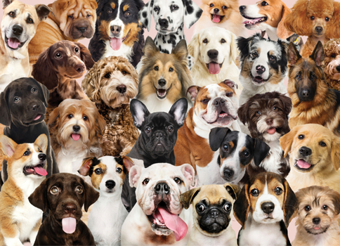 Misc. All the Dogs 500 Piece Jigsaw Puzzle Book