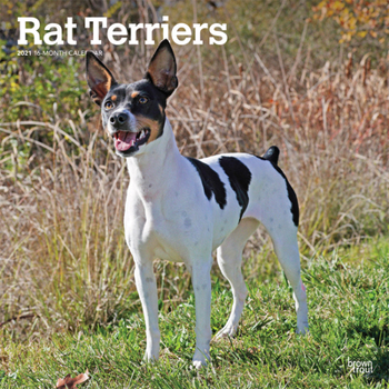 Calendar Rat Terriers 2021 Square Book