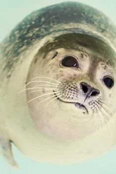 Paperback Seal Notebook Book