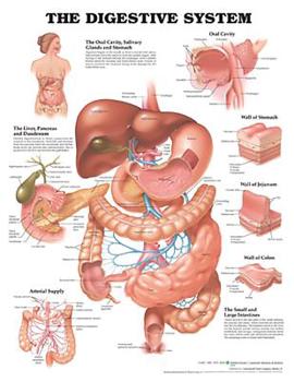 Wall Chart The Digestive System Anatomical Chart Book
