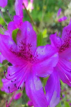 2020 Daily Planner Purple Flowers Springtime 388 Pages: 2020 Planners Calendars Organizers Datebooks Appointment Books Agendas