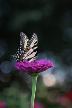 Notebook Journal: Vintage Butterfly Water Color Blank Lined Journal Notebook Beautiful High Quality 6x9 120-Page Butterflies Writing Journals To Write ... Activity Books Children Men Women Boys Diary