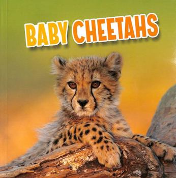 Paperback Baby Cheetahs (Baby Animals) Book