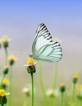 Paperback Butterfly Composition Book: 8.5 x 11 College Ruled Line Paper 200 pages (100 sheets) Book