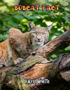 BOBCAT FACT: Bobcat fact for girl age 1-10 Bobcat fact for boy age 1-10 bobcats pictures