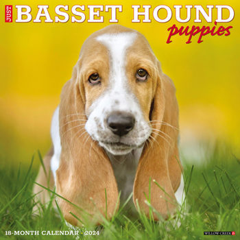 Calendar Just Basset Hound Puppies 2024 12 X 12 Wall Calendar Book