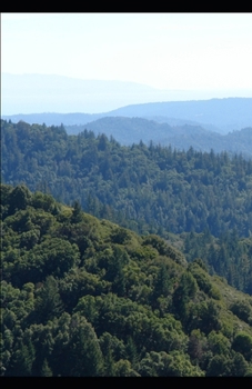 Paperback The Wolf Book