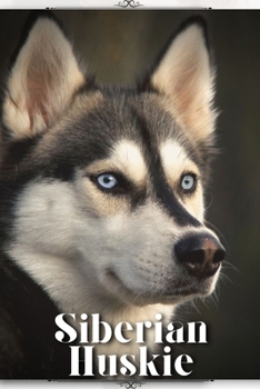 Siberian Huskie: Dog breed overview and guide
