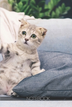 Paperback Notebook: Shocked gray and white tabby kitten on sofa [110 pages]: Shocked gray and white tabby kitten on sofa Book