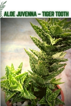 Aloe Juvenna - Tiger Tooth: Become a professional Planter