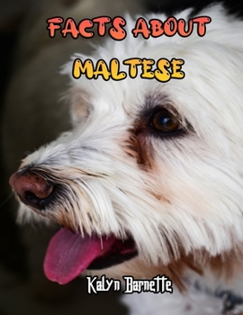 FACTS ABOUT MALTESE: MALTESE fact for girl age 1-10 MALTESE fact for boy age 1-10 maltese information