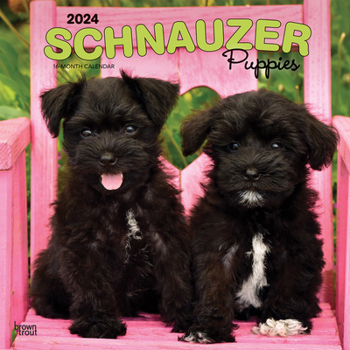 Calendar Schnauzer Puppies 2024 Square Book