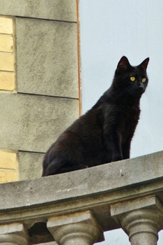 Paperback Black Cat on the Balcony Journal: 150 Page Lined Notebook/Diary Book