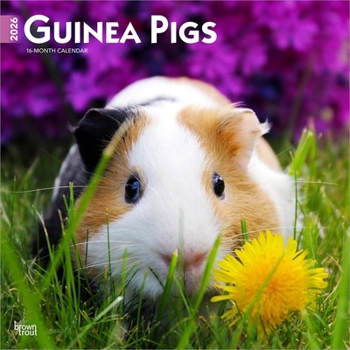 Guinea Pigs 2026 12 X 24 Inch (Hanging) Monthly Square Wall Calendar Plastic-Free
