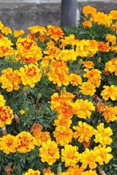 Paperback Marigolds Notebook Book