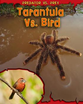 Paperback Tarantula vs. Bird Book