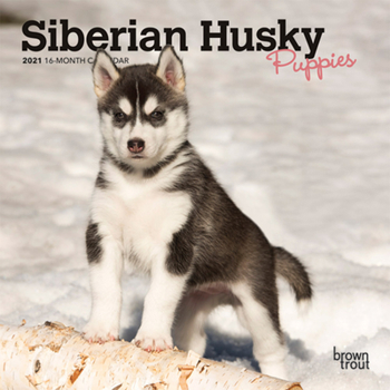 Calendar Siberian Husky Puppies 2021 Mini 7x7 Book