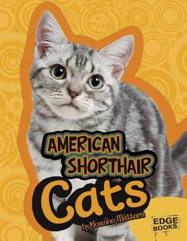 The American Shorthair Cat (Learning About Cats) - Book  of the Learning about Cats
