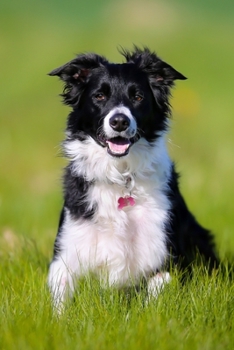 My Faithful Companion Dog Journal: Cute Journal & Blank Notebook with Wildlife, Pets & Animals related Theme | School, College & Work Journal For ... For Dog  Lovers (Therapeutic  Companions)