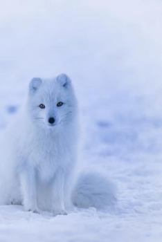 Paperback Arctic Fox: The Arctic Fox Has a Round Body Shape, Short Nose and Legs, and Short, Fluffy Ears Book