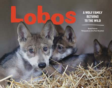Hardcover Lobos: A Wolf Family Returns to the Wild Book