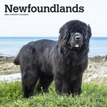Calendar Newfoundlands 2024 Square Book