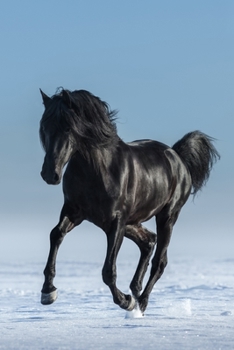 Horse Lovers 2020 Weekly Monthly Planner: With Agenda & Appointments Calendar Schedule, To Do List, Notes & Gratitude | Horse Lover Gifts For Men & ... Polo, Thoroughbred Racing, Farmer & Vet