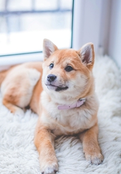 Schrift, gelinieerd, 150 pagina's: voskleurige hond (Jonge dieren) (Dutch Edition)