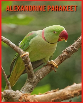 Alexandrine Parakeet: Amazing Pictures and Facts About Alexandrine Parakeet