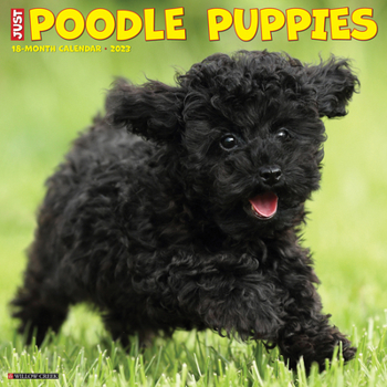 Calendar Just Poodle Puppies 2023 Wall Calendar Book