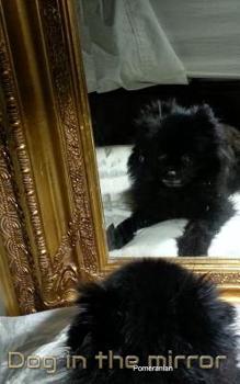 Paperback Dog in the Mirror Pomeranian: Dog In the mirrior Pomeranian Book